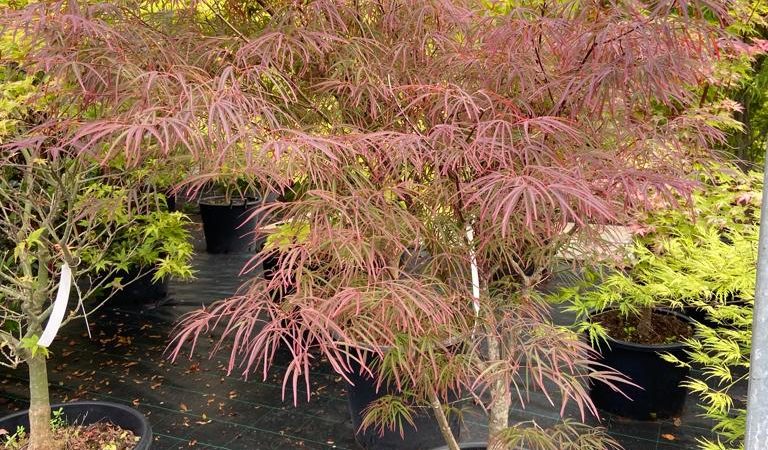 Acer palmatum ‘Enkan’