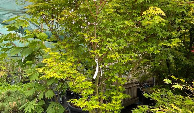 Acer palmatum ‘Sunshine’