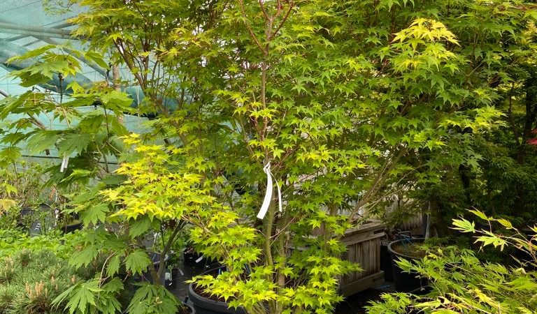 Acer palmatum ‘Sunshine’
