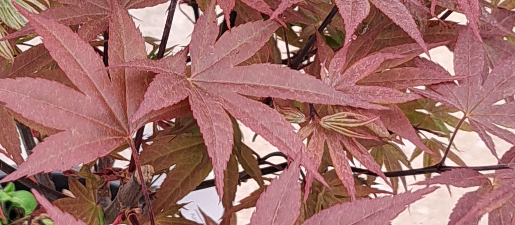 Acer palmatum ‘English Town’