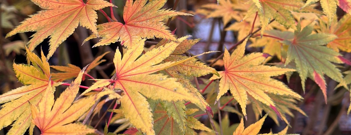 Acer palmatum ‘Samidare’