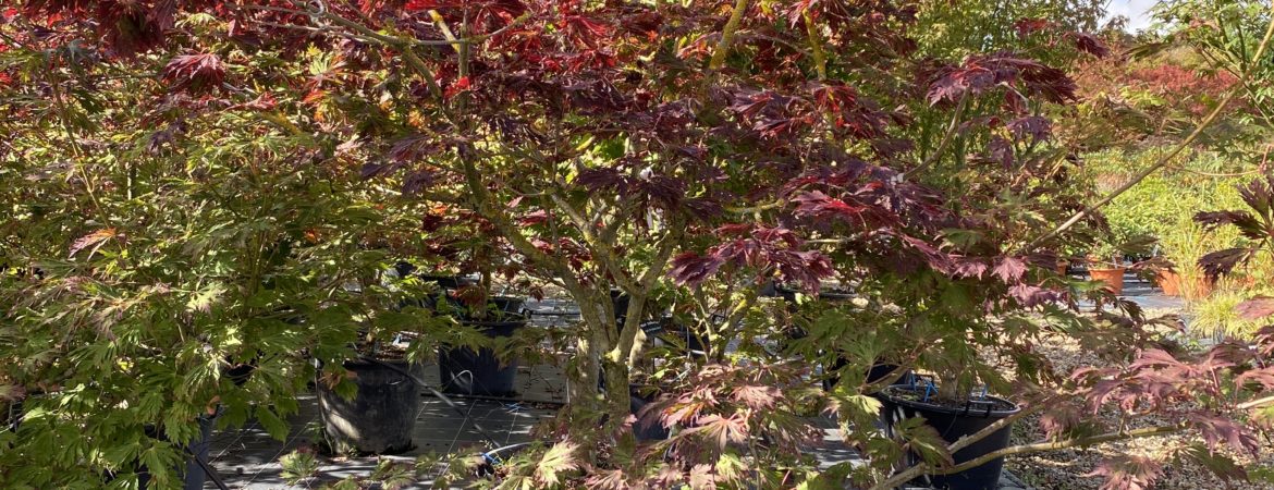 Acer japonicum ‘Aconitifolium’