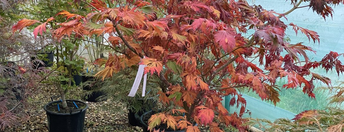 Acer japonicum ‘Aconitifolium’