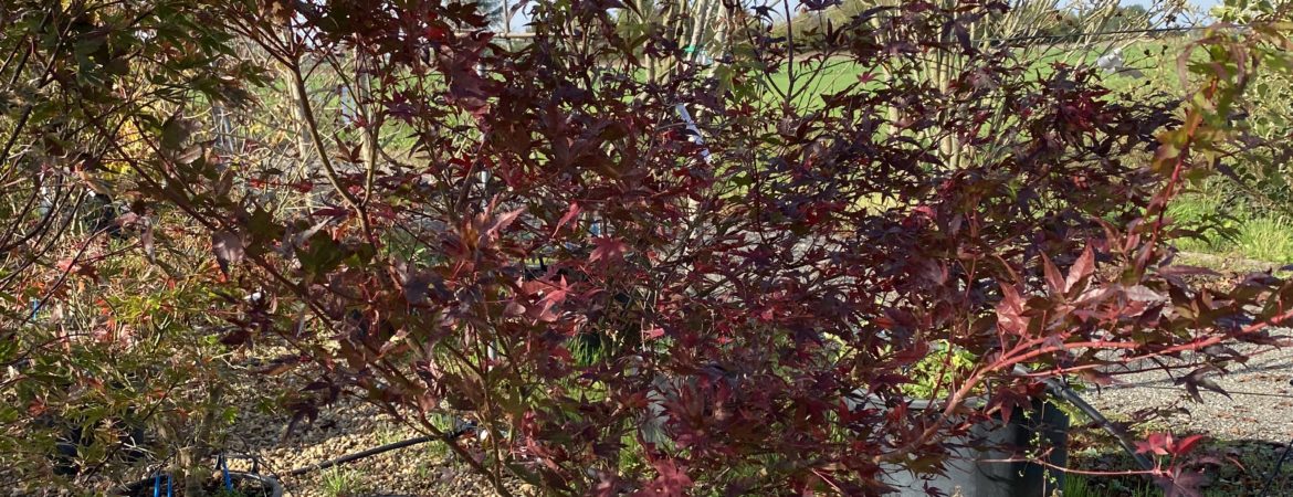 Acer palmatum ‘Beni Tsukasa’