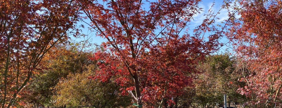 Acer palmatum ‘Type’