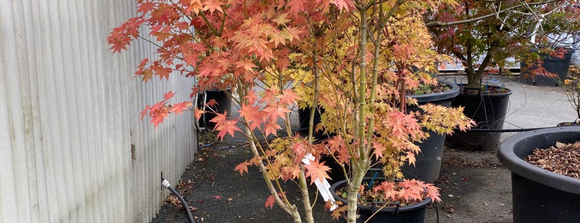 Acer palmatum ‘Summer Gold’