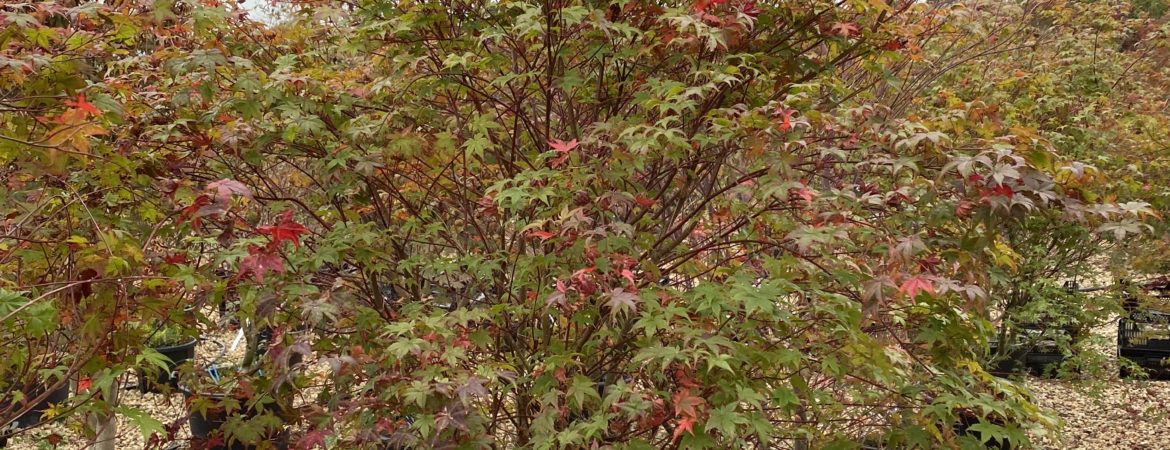 Acer palmatum ‘Deshojo’