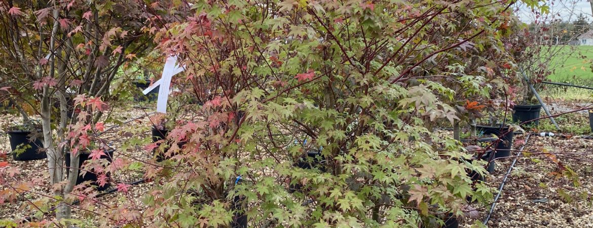 Acer palmatum ‘Shishio Improved’