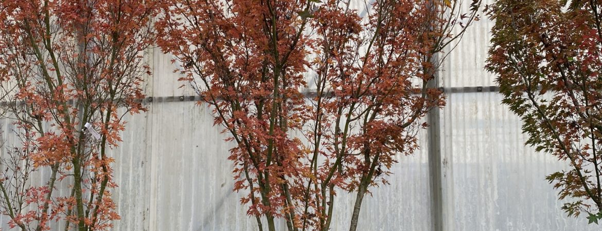 Acer palmatum ‘Higasa Yama’
