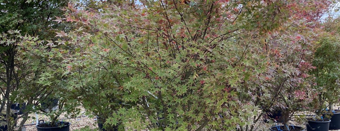 Acer palmatum ‘Beni Tsukasa’