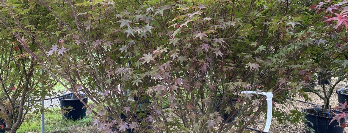 Acer palmatum ‘Beni Tsukasa’