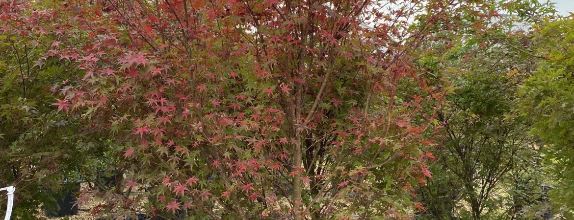 Acer palmatum ‘Seigen’
