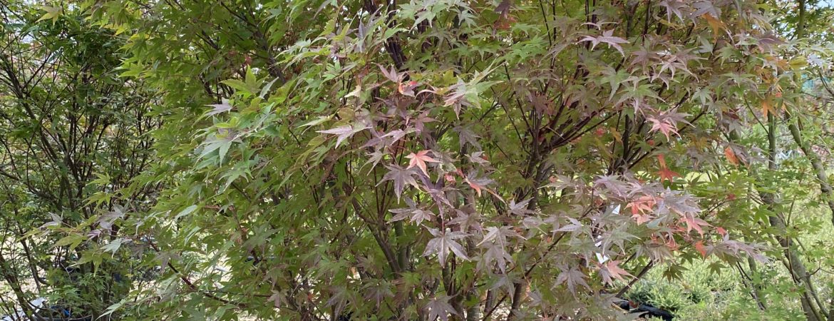 Acer palmatum ‘Seigen’