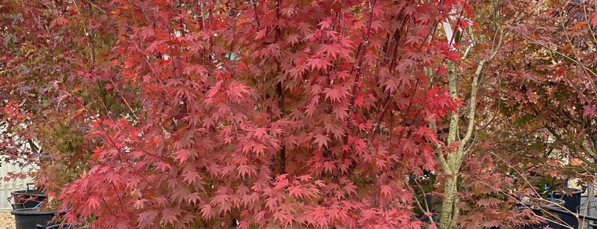 Acer palmatum ‘Limelight’