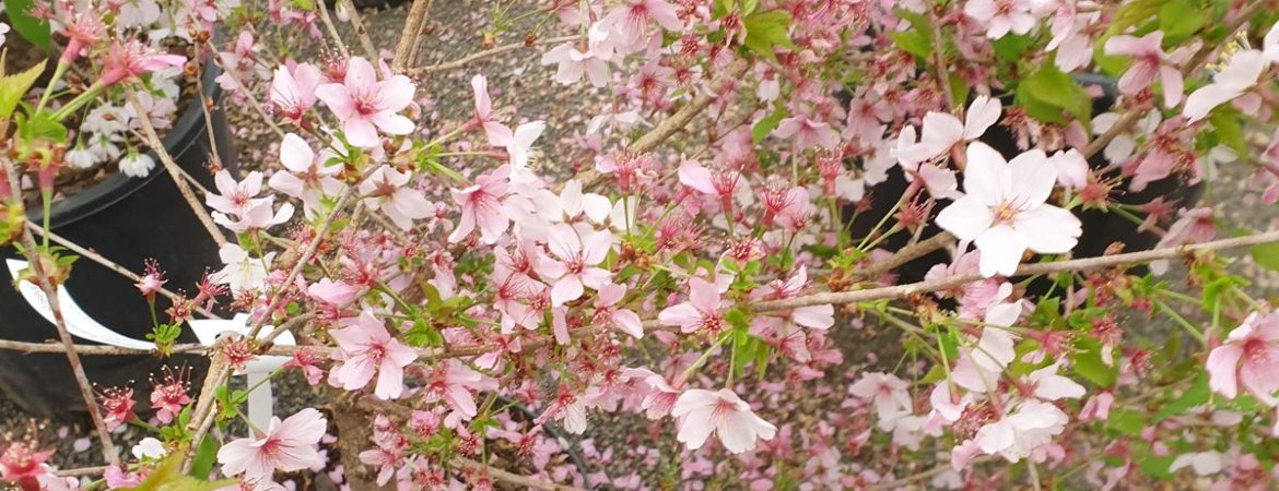 Prunus subhirtella ‘Autumnalis Rosea’