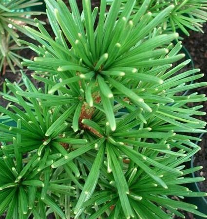Sciadopitys verticillata ‘Beauty Green’