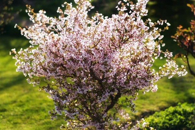 Prunus incisa ‘Paean’