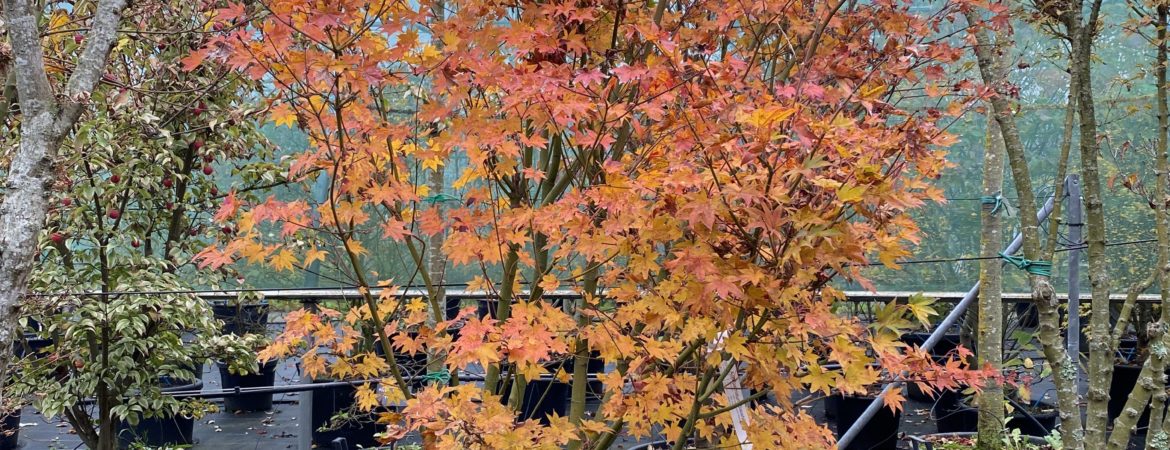 Acer palmatum ‘Saoshika’