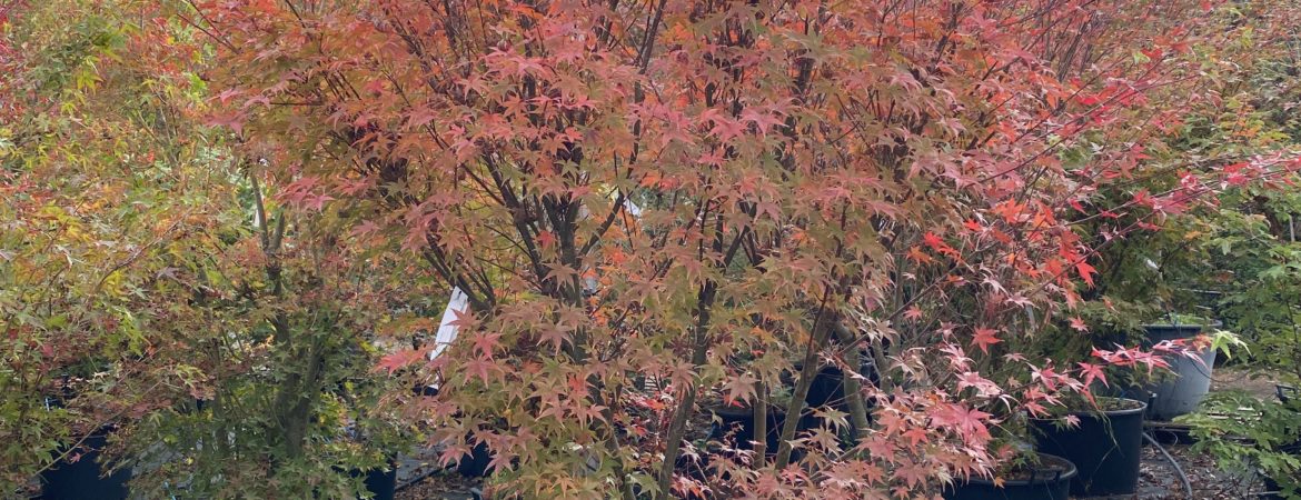 Acer palmatum ‘Seigen’