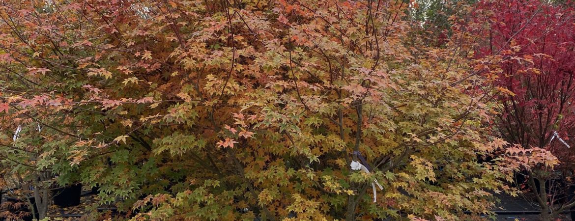 Acer palmatum ‘Beni Maiko’