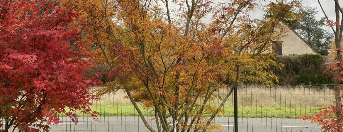 Acer palmatum ‘Red Pygmy’