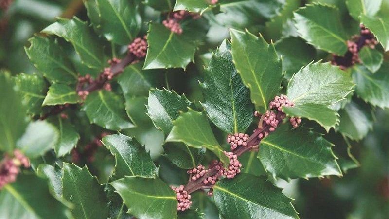 Ilex meserveae ‘Blue Prince’