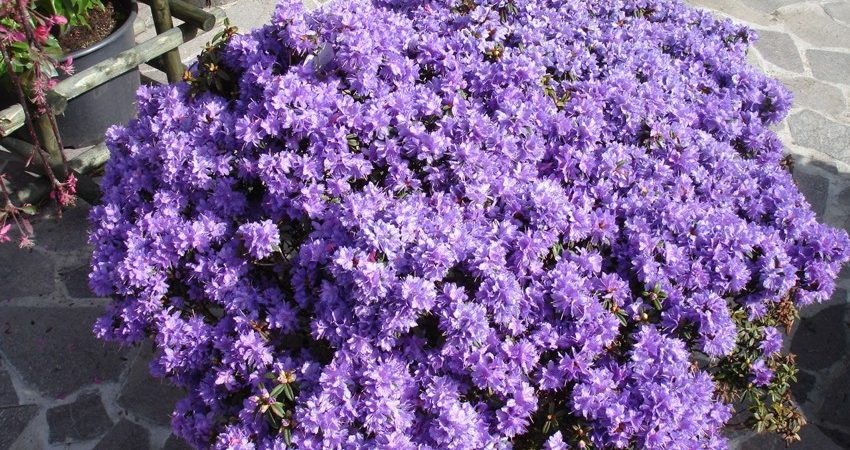 Rhododendron impeditum