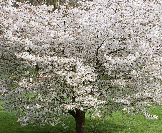 Prunus incisa ‘The Bride’