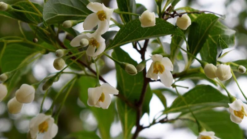 Styrax japonicus ‘Snow Cone’