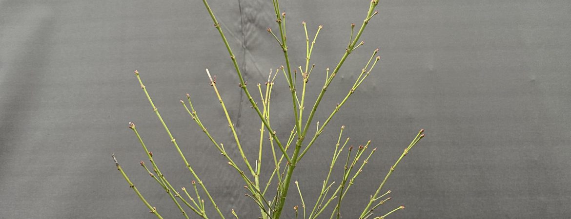Acer palmatum ‘Little Princess’