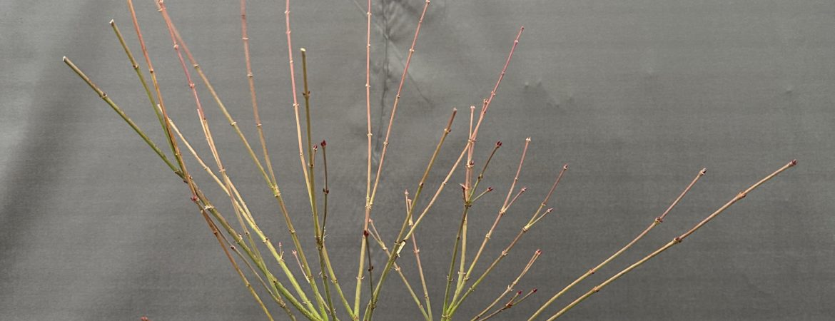 Acer palmatum ‘Little Princess’