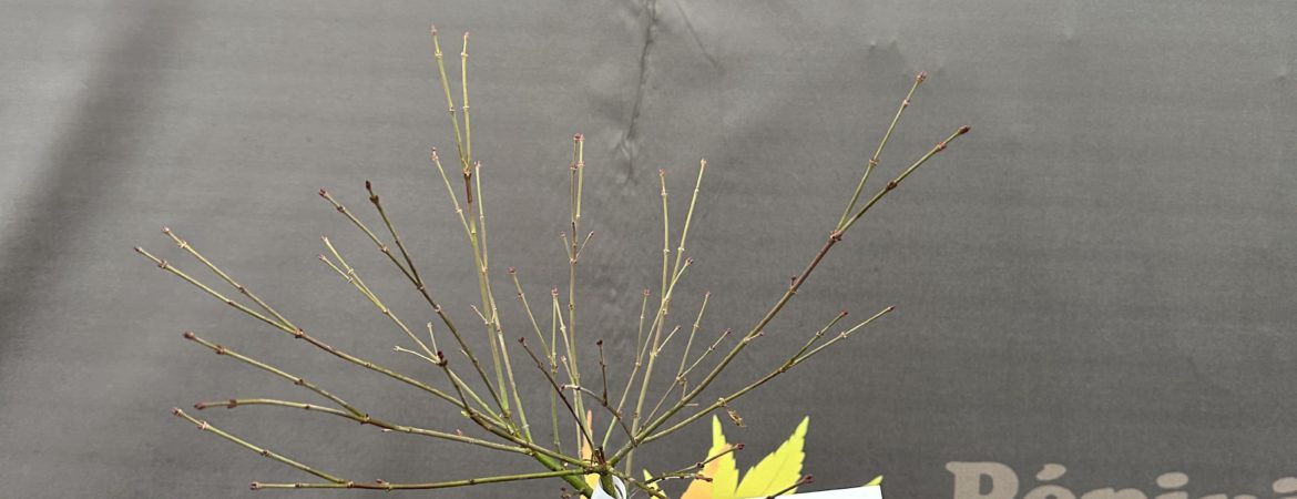 Acer palmatum ‘Little Princess’
