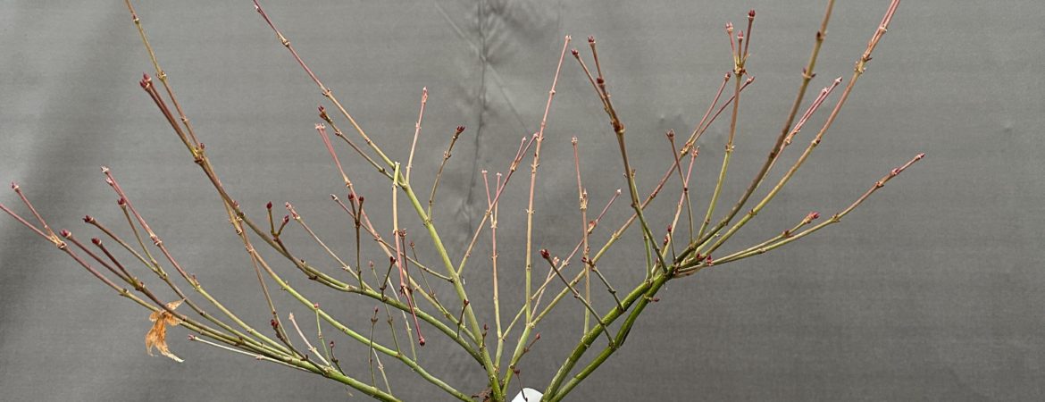 Acer palmatum ‘Little Princess’