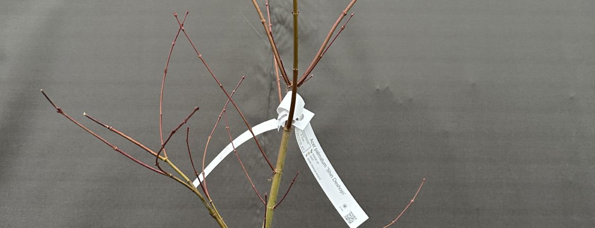 Acer palmatum ‘Shin Deshojo’