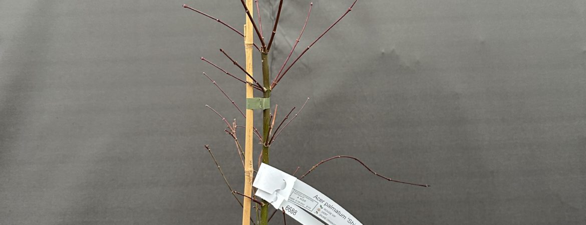 Acer palmatum ‘Shin Deshojo’