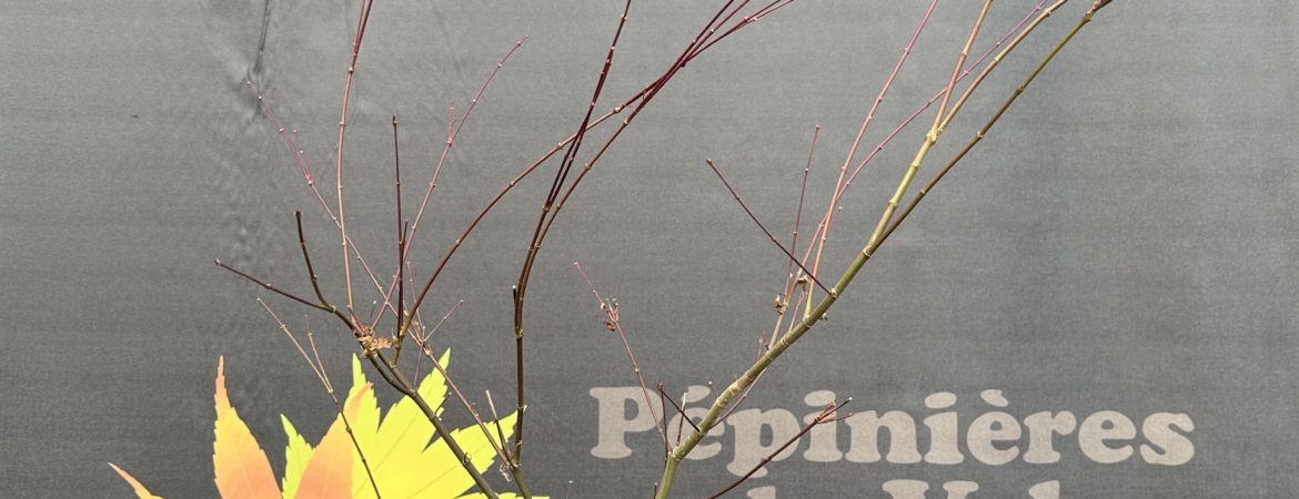 Acer palmatum ‘Deshojo’