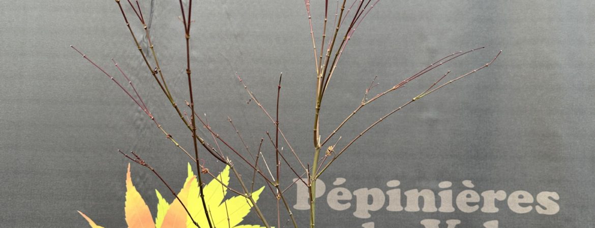 Acer palmatum ‘Deshojo’