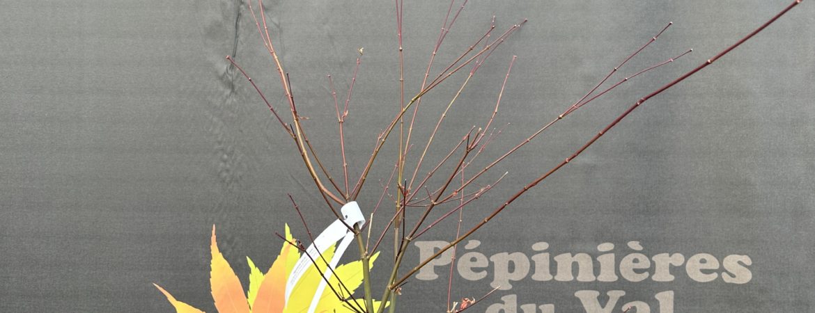 Acer palmatum ‘Deshojo’