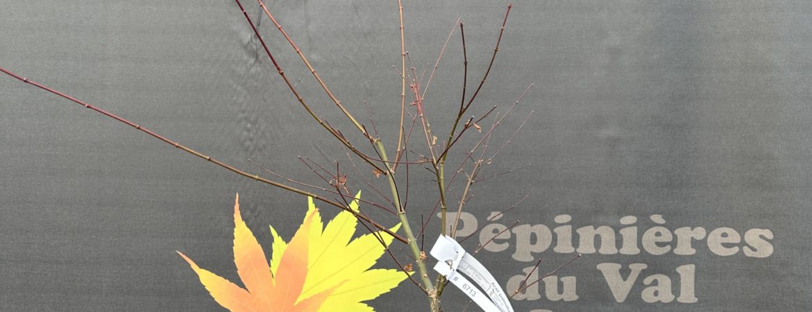 Acer palmatum ‘Deshojo’