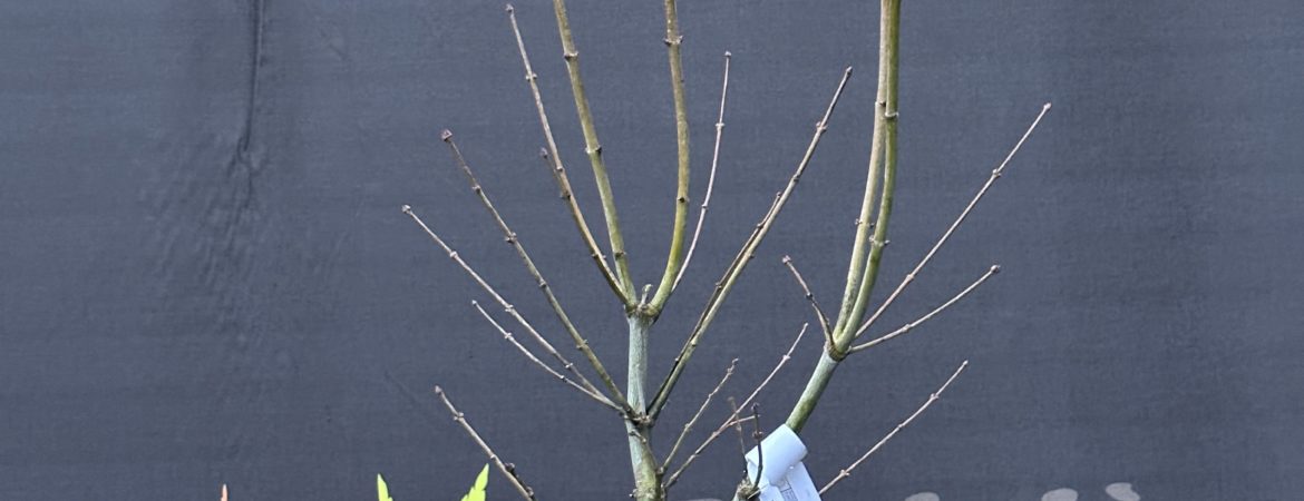 Acer palmatum ‘Kogane Nishiki’