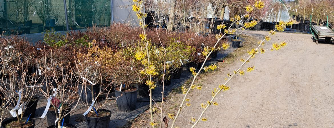 Hamamelis intermedia ‘Westerstede’