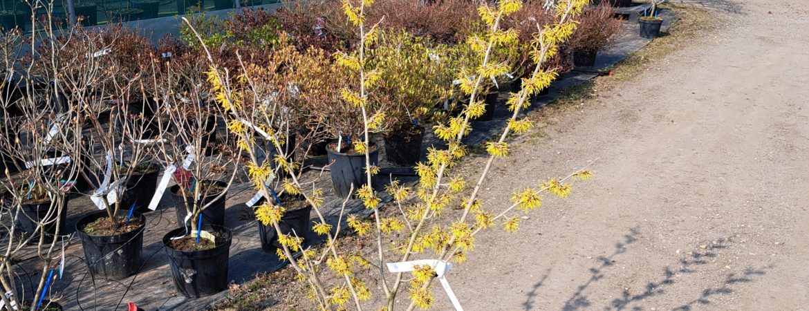 Hamamelis intermedia ‘Westerstede’