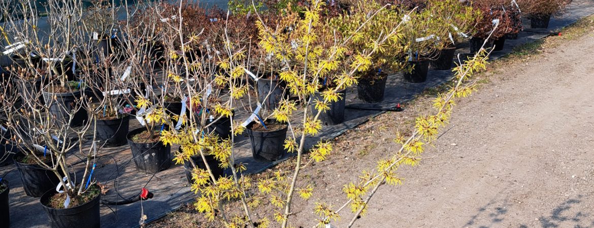 Hamamelis intermedia ‘Westerstede’