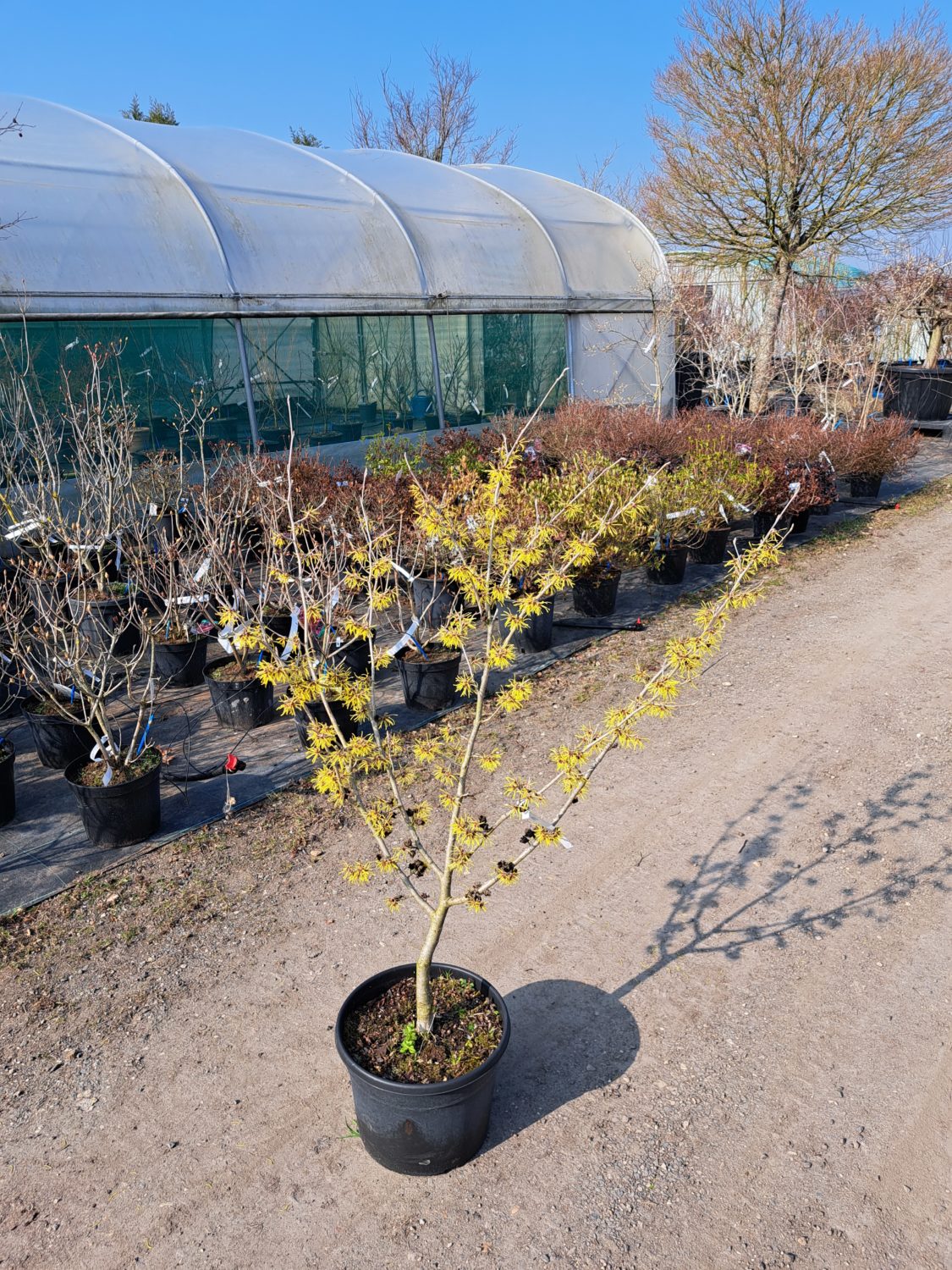 Hamamelis intermedia 'Westerstede