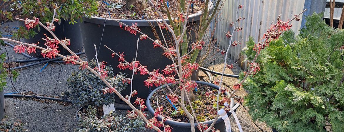 Hamamelis intermedia ‘Diane’