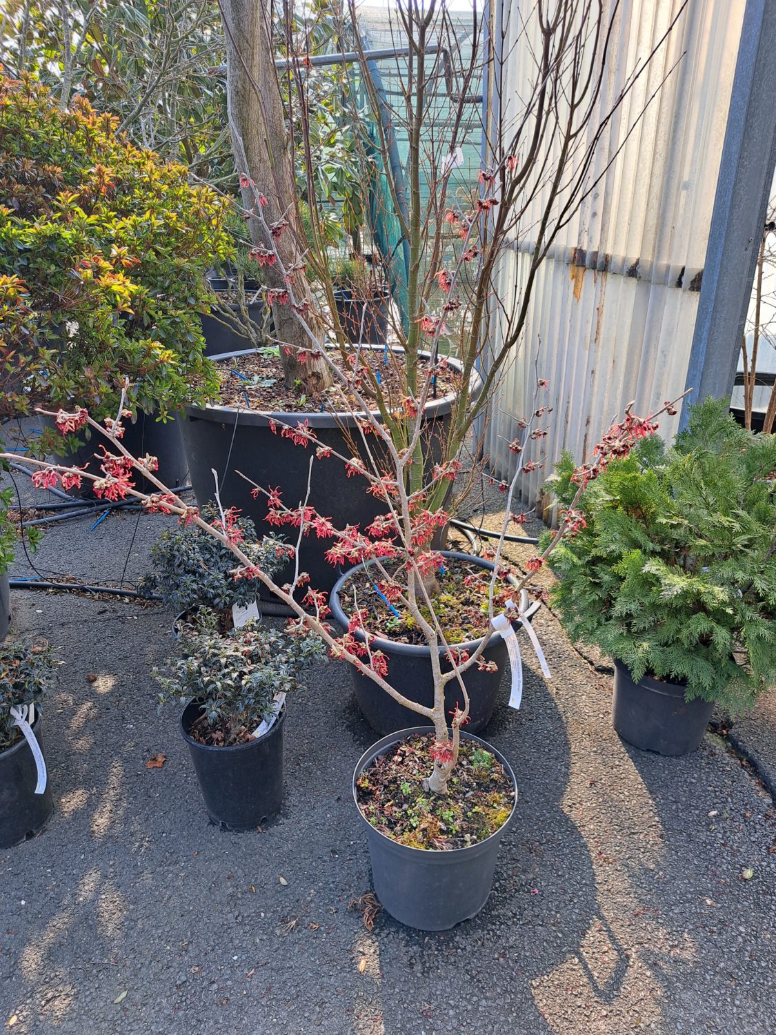 Hamamelis intermedia 'Diane