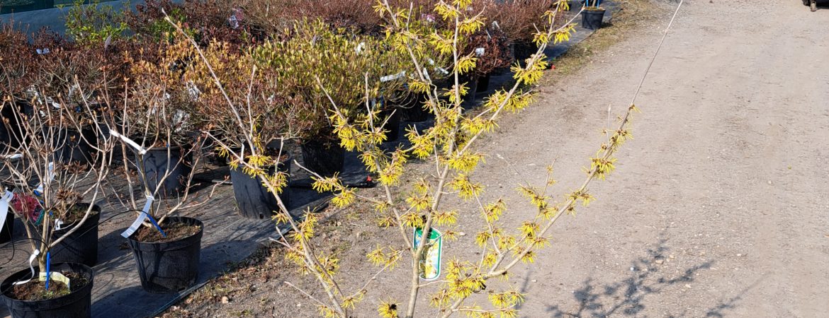 Hamamelis intermedia ‘Westerstede’