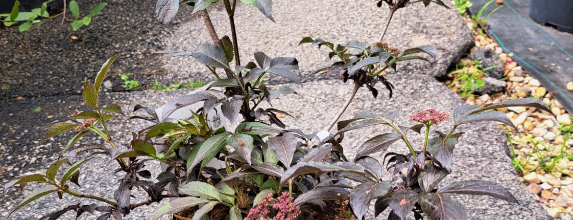 Sambucus nigra ‘Black Beauty’