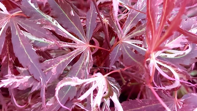 Acer palmatum ‘Lileeanne’s Jewel’