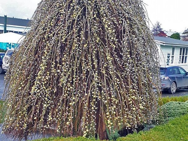 Salix caprea ‘Kilmarnock’